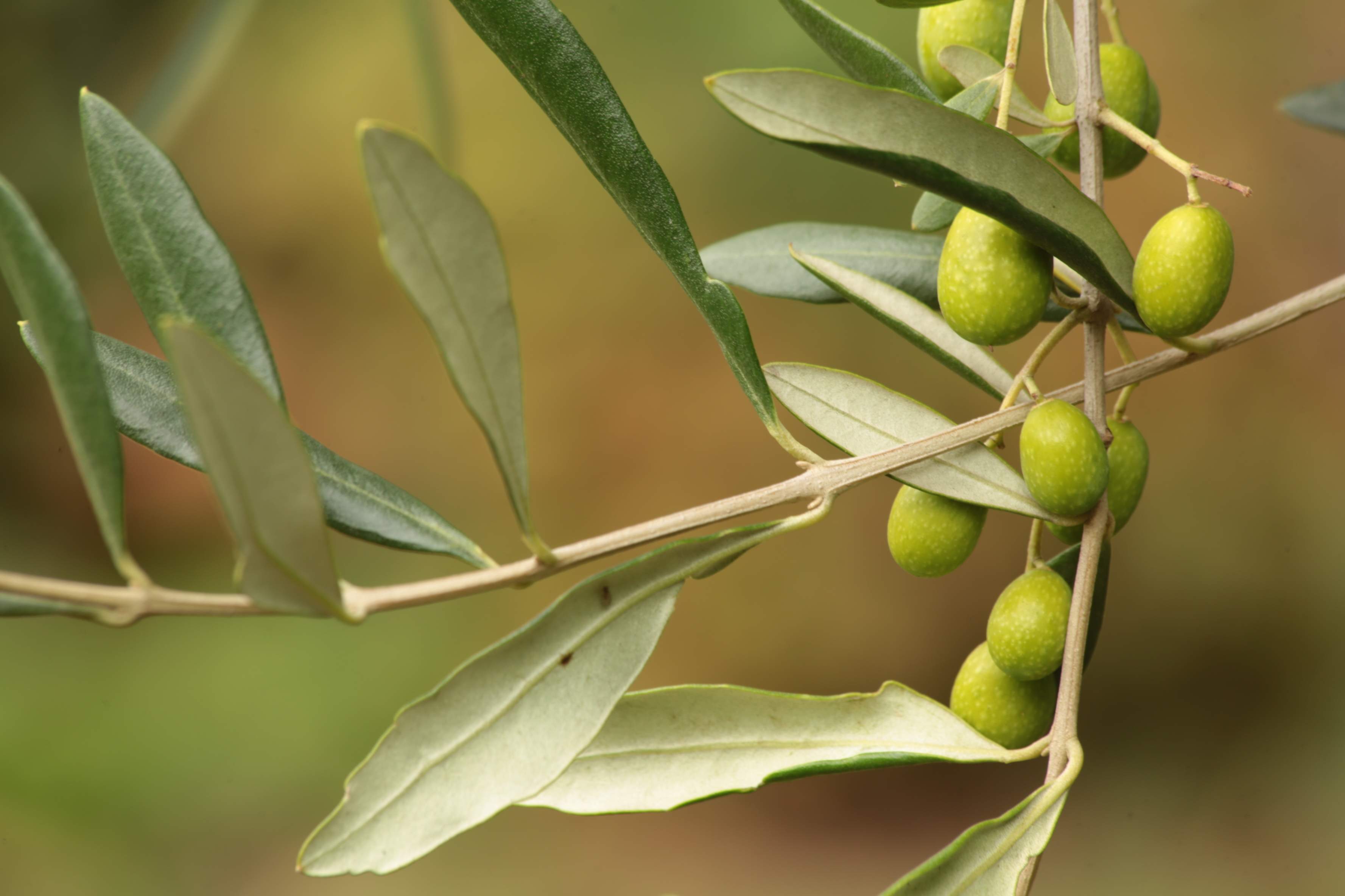 Масло оливковых листьев. Олива европейская листья. Оливковое дерево. Листья оливкового дерева. Листок оливы.