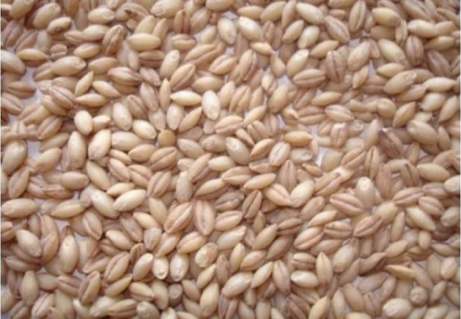 Перловка — натуральный богатейший источник коллагена